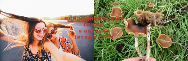 прущие грибы Кукмор